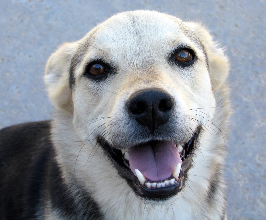 A dog smiling with its mouth open.