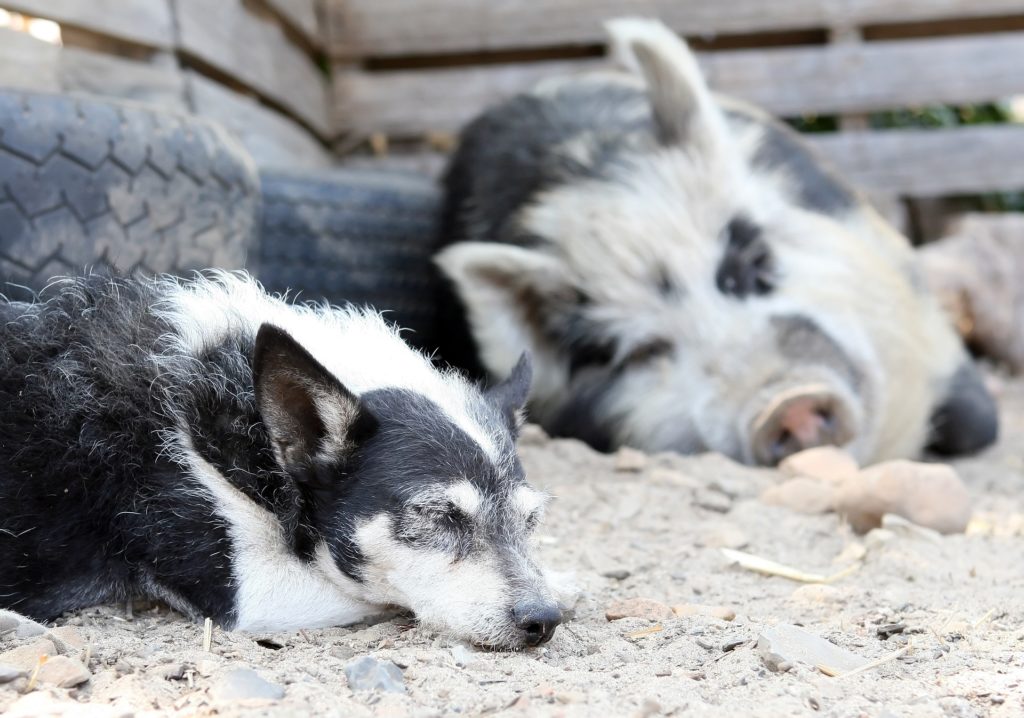 A sleepy dog next to a pig