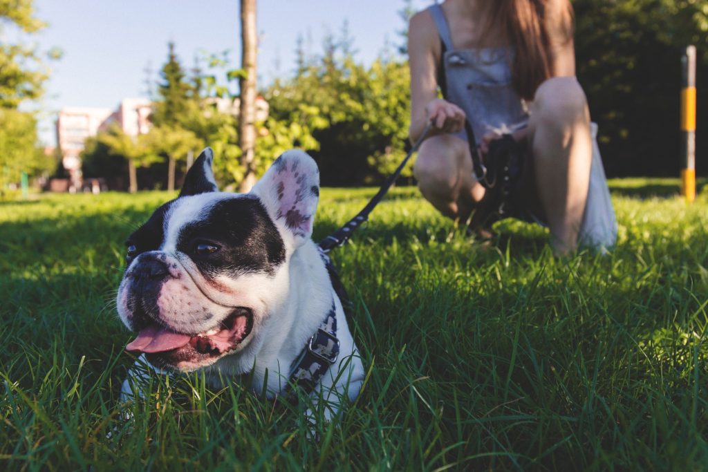 A dog lying in the grass.