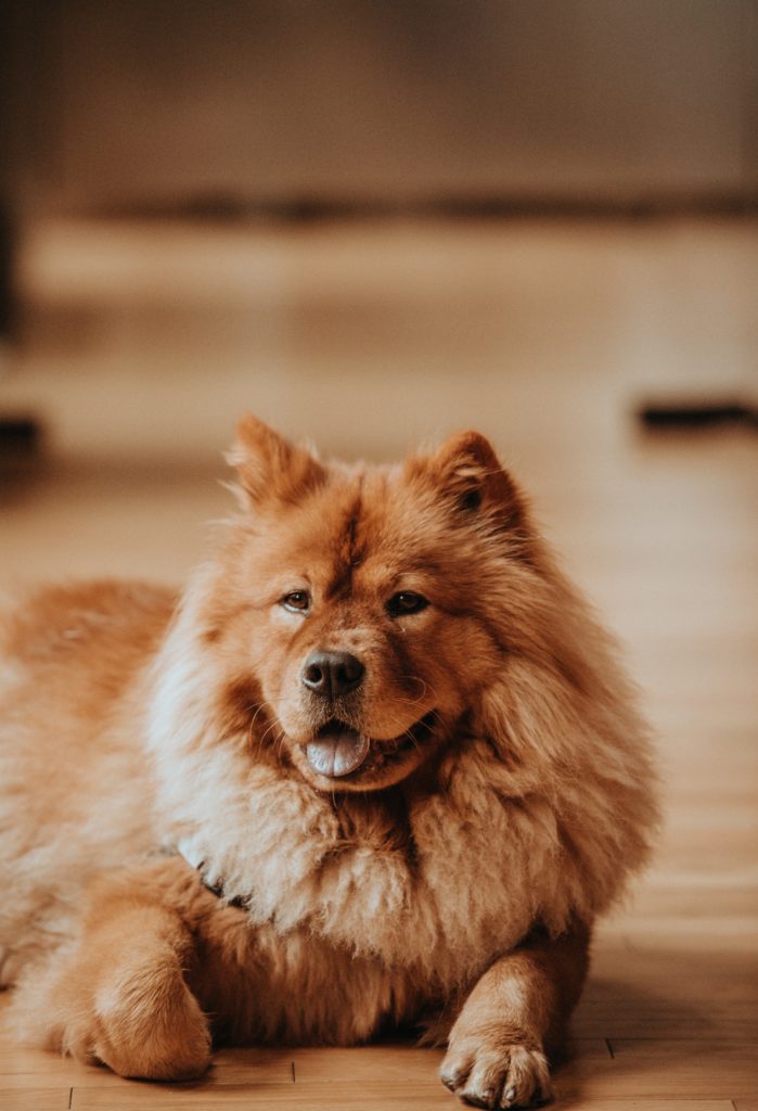 An adult red chow dog.