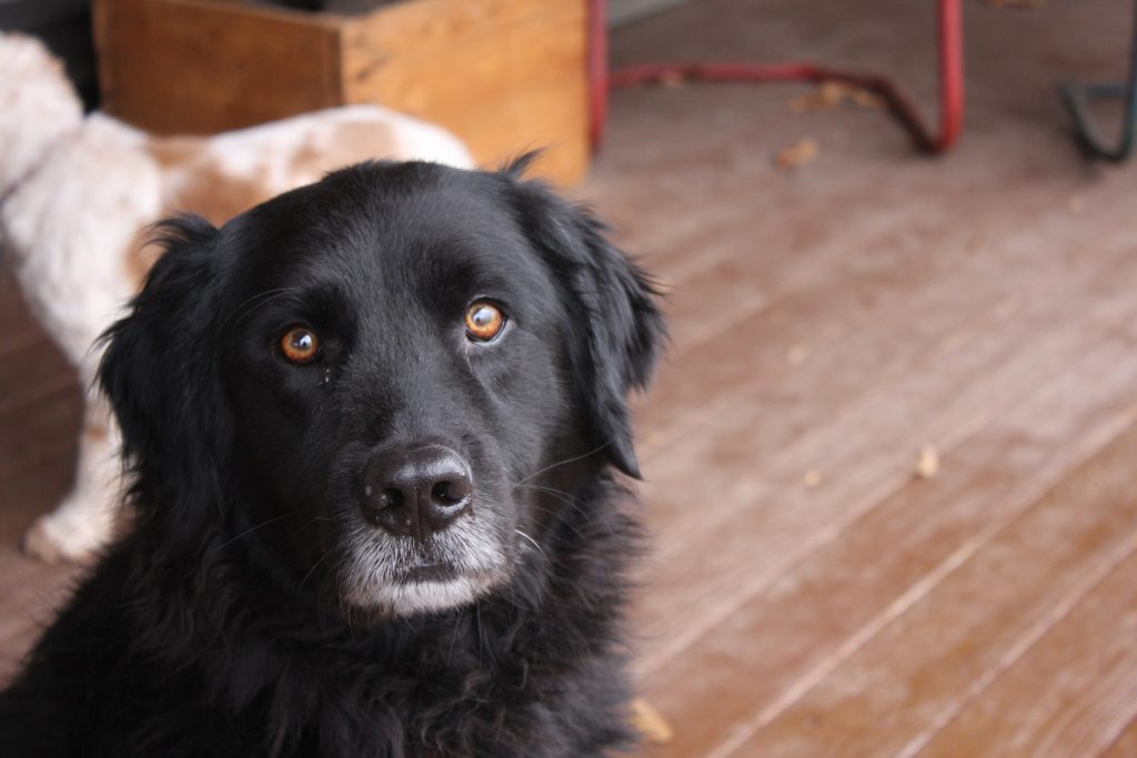 Adult black lab dog.