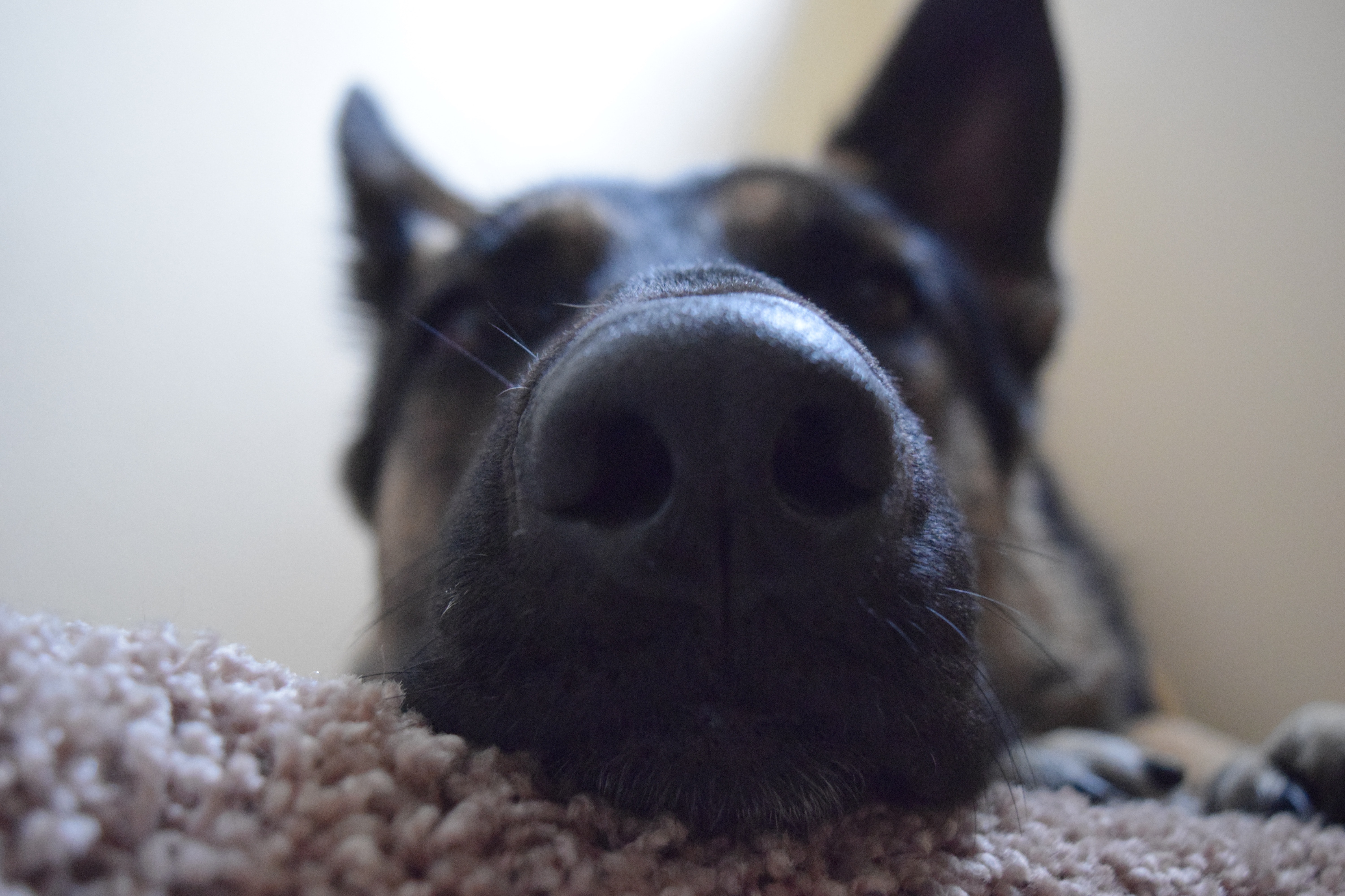 closeup-dog-nose-21542