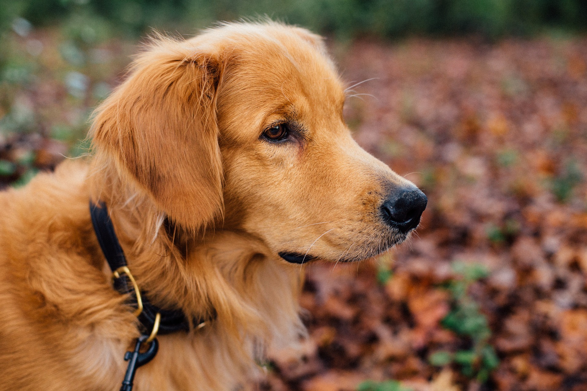 golden lab laying in grass