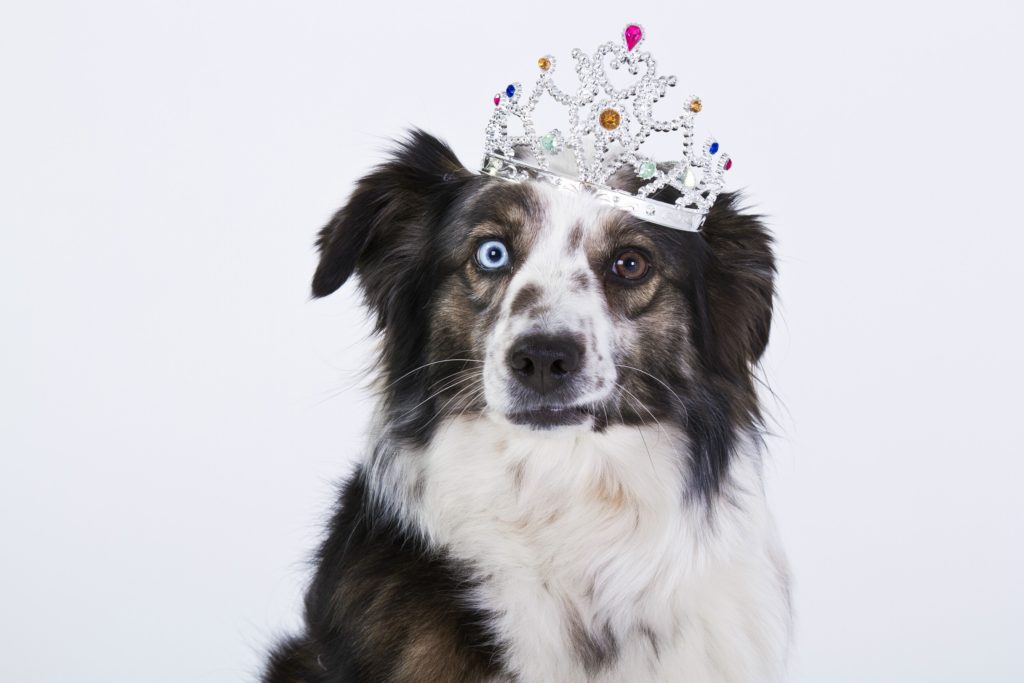 Dog with a crown