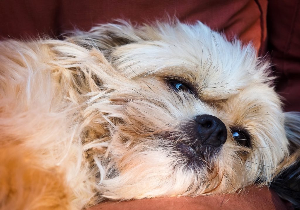 A Shih-tzu lying down