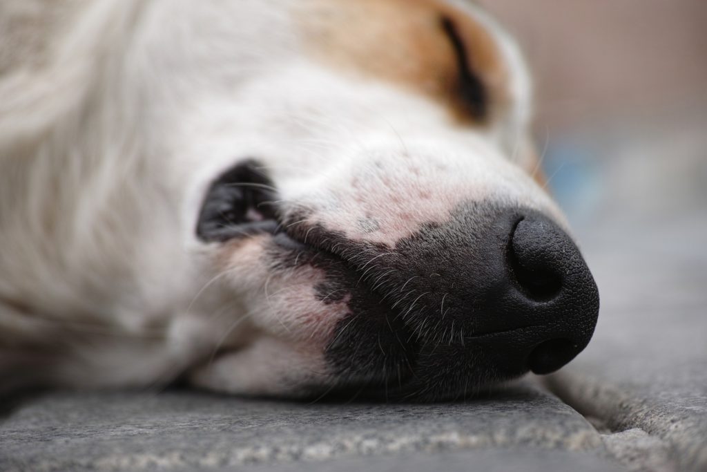 How To Make Your Dog Fall Asleep Quickly