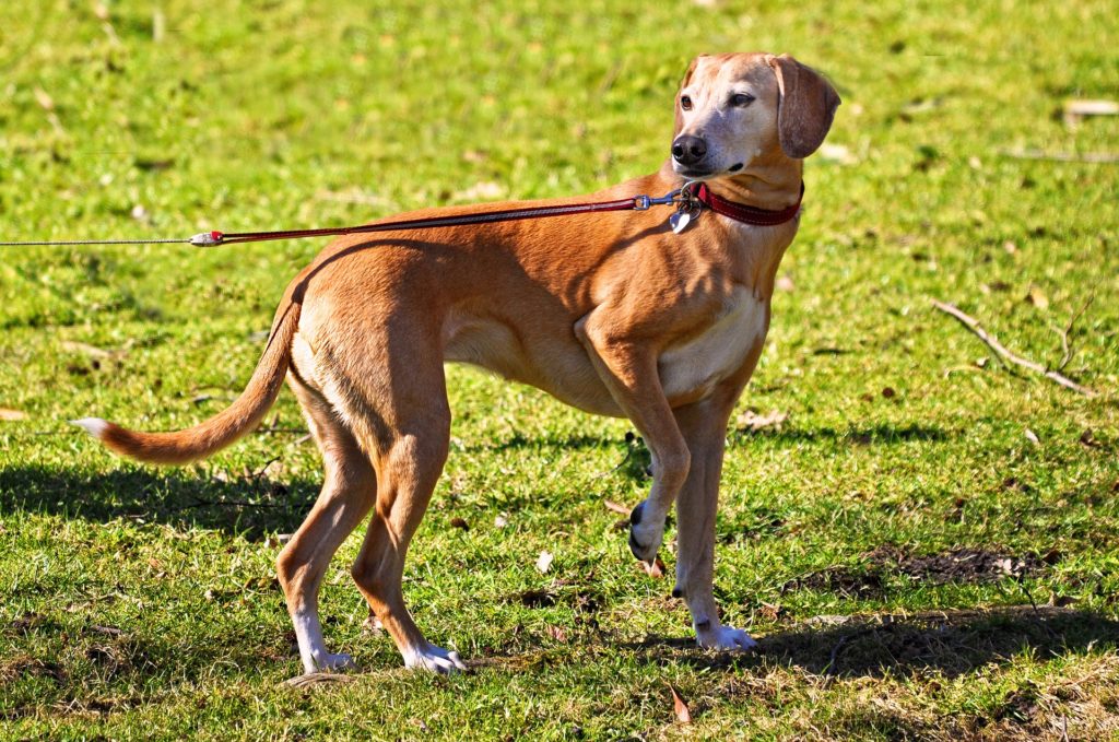 Dog standing in the grass