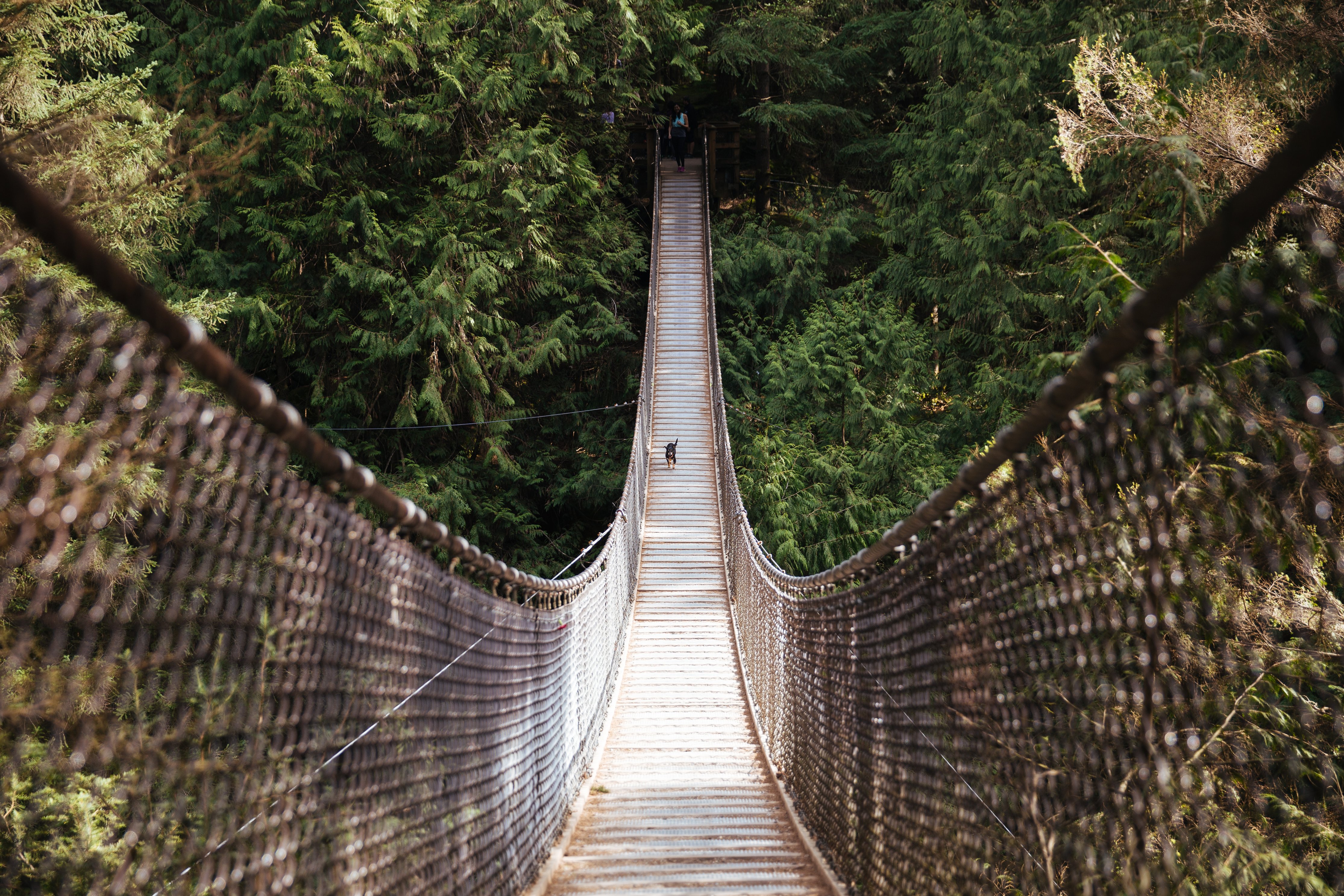 Dog walking on a hanging bridge