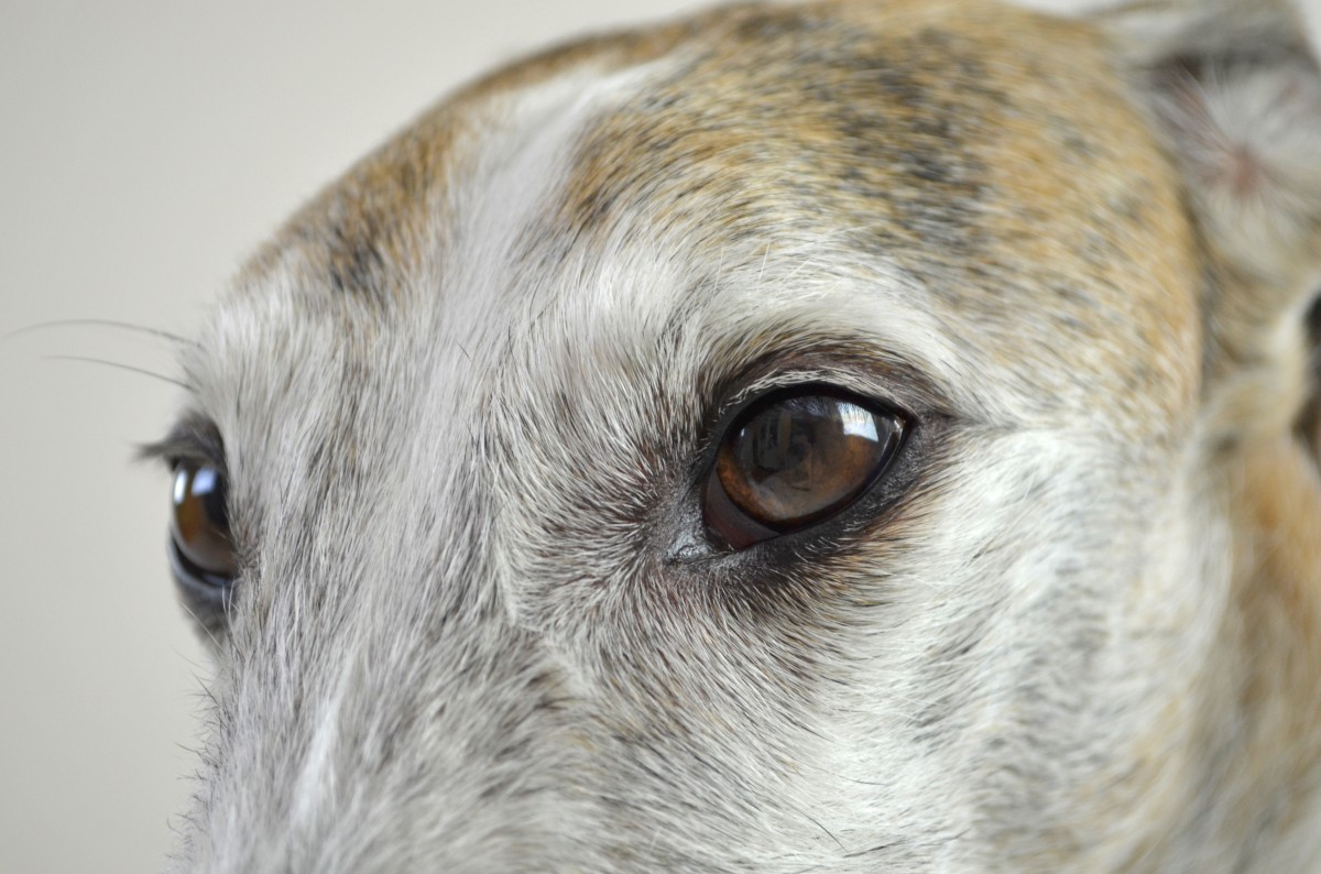 dog_dog_eyes_view_dog_look_pet_podenko_winddhund_faithful_look-1369511