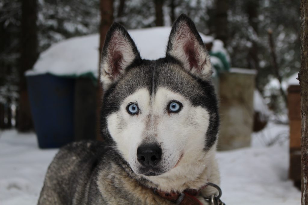 A picture of a Siberian Husky dog.