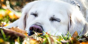 A sleepy golden retriever.