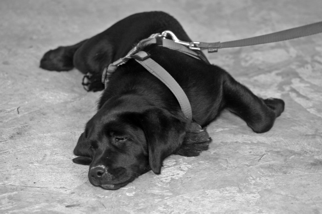 Black lab lying down