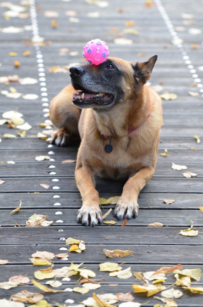 Dog balancing a ball on its nose.