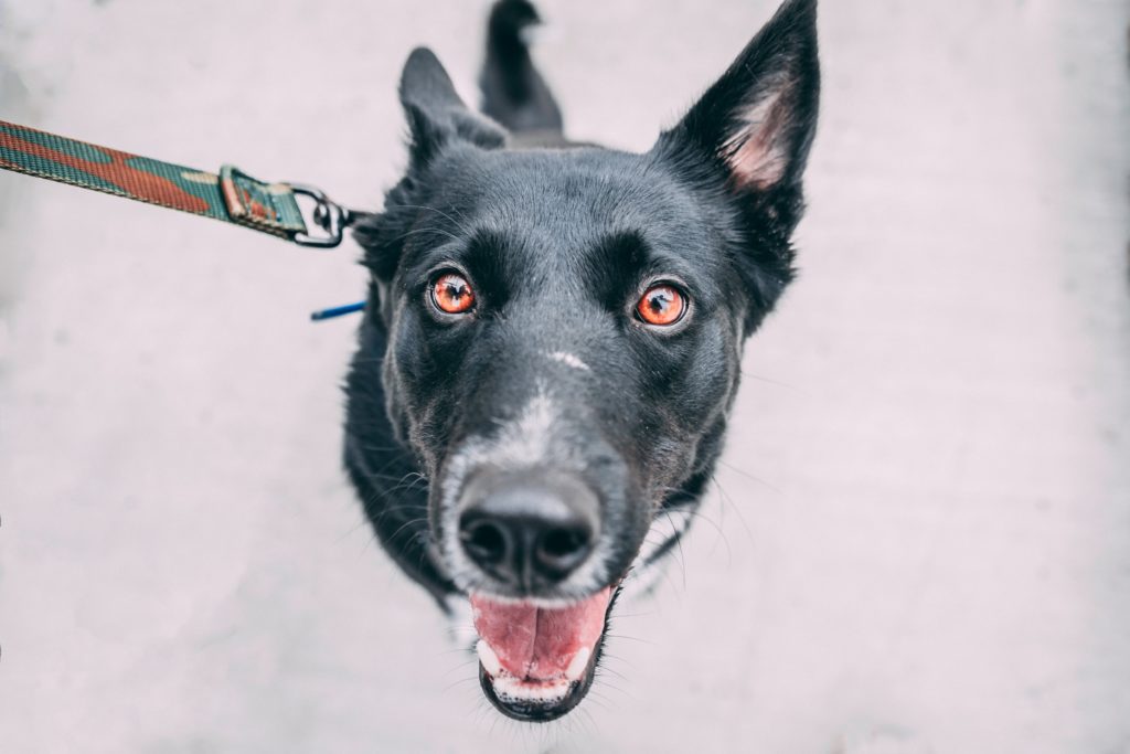 A black dog with leash.